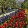 Keukenhof Keukenhof