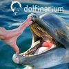 Theme park Dolfinarium Theme park Dolfinarium