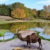 Explore animal life at Zoo Parc Overloon Explore animal life at Zoo Parc Overloon